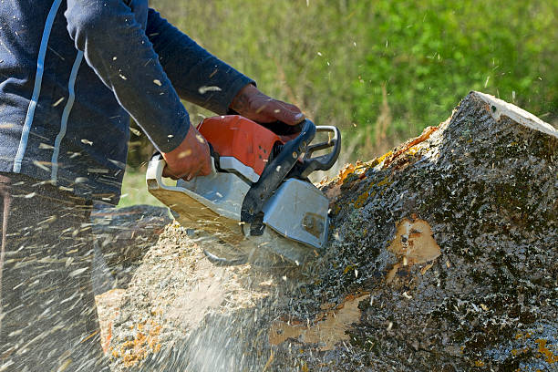 How Our Tree Care Process Works  in  August, CA